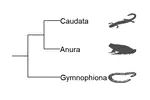 Structure, function, and evolution of globins in the amphibians