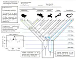 The rise and fall of globins in the amphibia