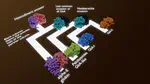Structural evolution of an amphibian-specific globin: a computational evolutionary biochemistry approach